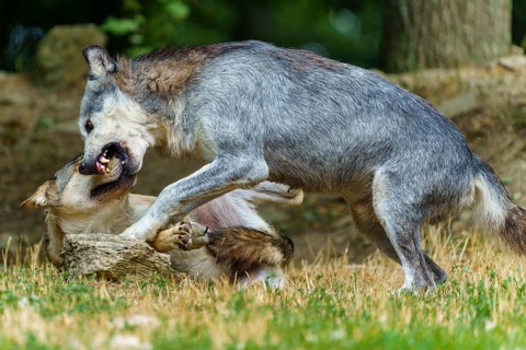 Timberwolf, wolf, American wolf (Canis lupus lycaon), Germany, two wolves engaged in a fierce fight