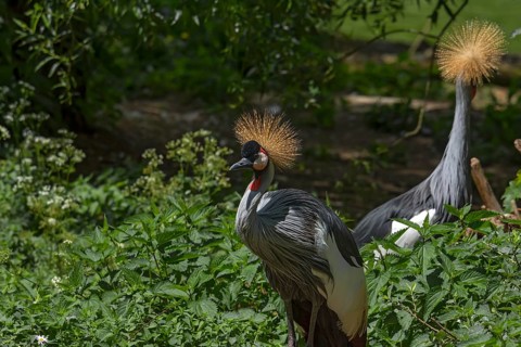 Crowned Cranes (Balearica pavonina), Nuremberg Zoo, Middle Franconia, Bavaria, Germany