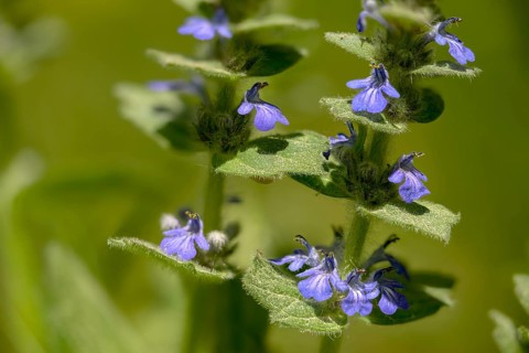 Ajuga Genevensis, Geneva Bugleweed, Geneva Bugleweed, Heather Guensel, Lamiaceae, Lamiaceae, Blue