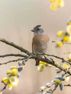 Mountain finch, brambling, fringilla montifringilla, birds, high size, portrait format, passeri,