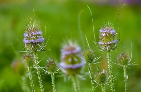 Dipsacaceae, Dipsacus Fullonum, Dipsacus sylvestris, card family, wild card, flora, Fuller's
