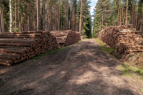 Forestry, logging, industrial forestry, intensive forestry, intensive forestry, landscape,