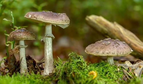 Amanita porphyria, amanita recutita, brown radish bead, porphyry brown bead, porphyry owl,