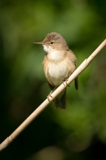Acrocephalus scirpaceus, reed warbler, birds, high size, portrait format, passeri, songbirds,