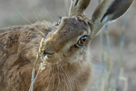 European brown hare (Lepus europaeus) adult animal feeding on a farmland wheat crop sheath in