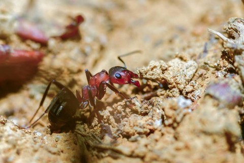 Ants, ant, blood-red ant, blood-red predatory ant, Formica sanguinea, formicidae, hymenoptera,