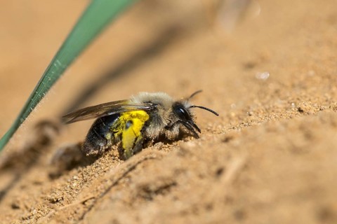 Andrena cf. vaga, andrena vaga, andrenidae, floodplain sand bee, grey-backed mining bee,