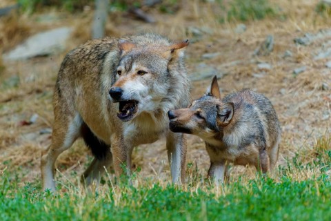 Timberwolf, wolf, American wolf (Canis lupus lycaon), Germany: A wolf interacts with a cub,