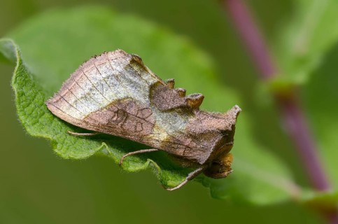 Diachrysia chrysitis, brass owl, burnished brass, insects, moths, moths, butterflies