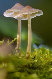 Common bonnet, helmet, mycena galericulata, pink leaf helmet, rosy-gill fairy helmet, toque mycena,