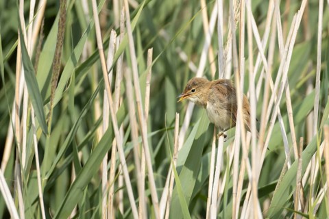 Reed warbler (Acrocephalus scirpaceus) adult bird in a reedbed, England, United Kingdom