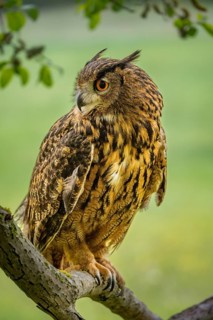 An eagle owl perches confidently on a tree branch, with green foliage filtering the light in the