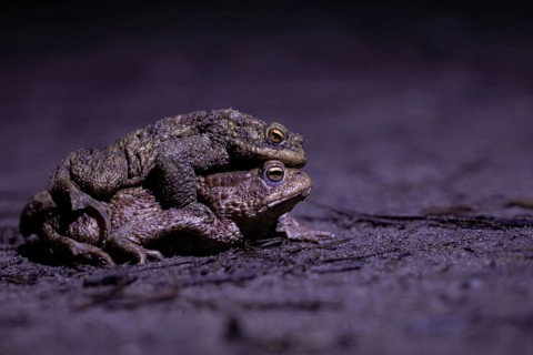 Two toads lying one on top of the other on a dark surface in a natural night-time setting, common