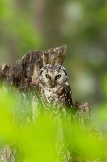 An owl stares intently down from a tree stump in the forest, a Tengmalm's owl (Aegolius funereus),