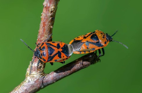 Eurydema ornata, Eurydema ornatum, vegetable bug, heteroptera, ornate shieldbug, pentatomidae, red