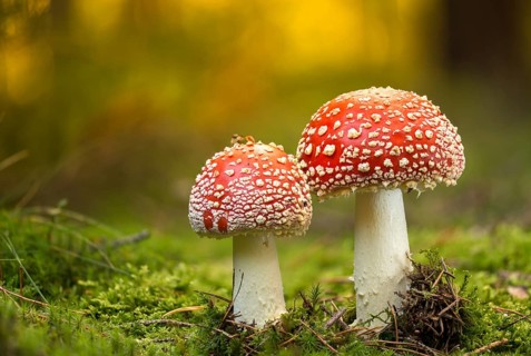 Amanita citrina, amanita muscaria, sweeper, toadstool, chimney sweeper, red toadstool, bead agaric,