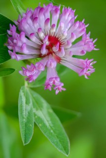 Fabaceae, medium clover, butterflies, trifolium medium, zigzag clover, flora, high size, portrait,