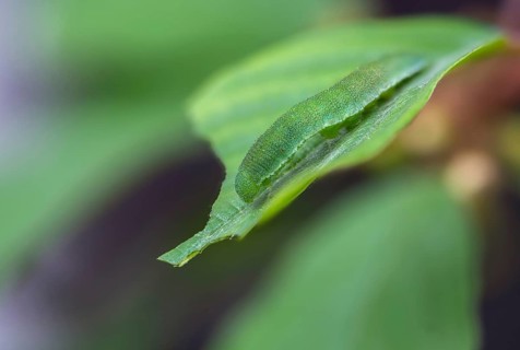 Brimestone, gonepteryx rhamni, butterfly, camouflage, inchworm, insects, caterpillar, butterfly,