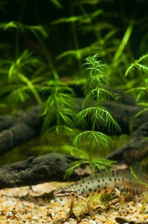 Lissotriton vulgaris, smooth newt, triturus vulgaris, amphibians, amphibians, high size, portrait