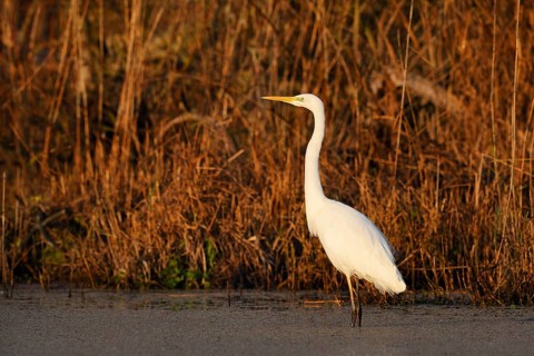 Great White Egret (Ardea alba) in autumn, North Rhine-Westphalia, Germany
