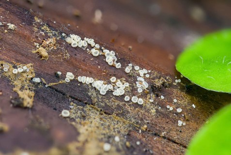 Translucent white hair cup, hyaloscypha hyalina, white hair cup, fungi, fungi, mushrooms