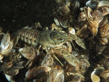 Mud crayfish (Faxonius limosus), American crayfish, invasive species, moving on quagga mussels