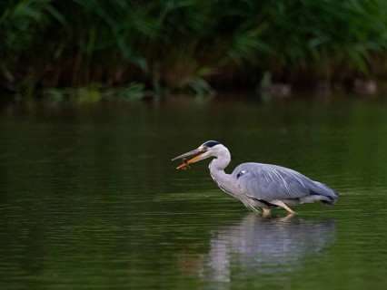 A gray heron caught a crab, Ümminger See, Bochum, Ruhrpott, North Rhine-Westphalia, Germany