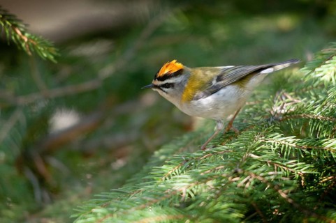 Common firecrest, golden chickens, regulus ignicapillus, golden chickens, birds, passeri,