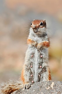 Atlantic ground squirrel or North African bristly squirrel (Atlantoxerus getulus), a female