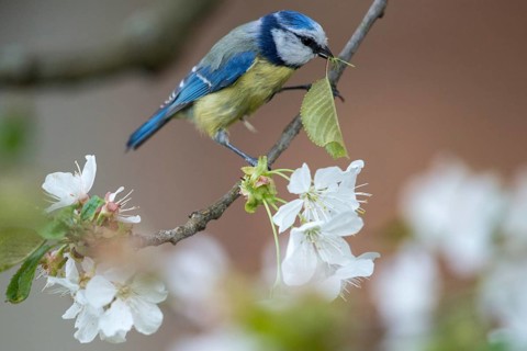 Blue tit, fruit tree blossom, parus caeruleus, birds, spring, tits, passeri, songbirds, songbirds,