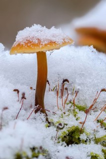 Enoki, Flammulina Velutipes, Common Velvetfoot, Velvetfoot, Winter Mushroom, Ice, Fungus, Futu,