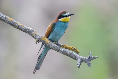 Bee-eater (Merops apiaster), Rhineland-Palatinate, Germany
