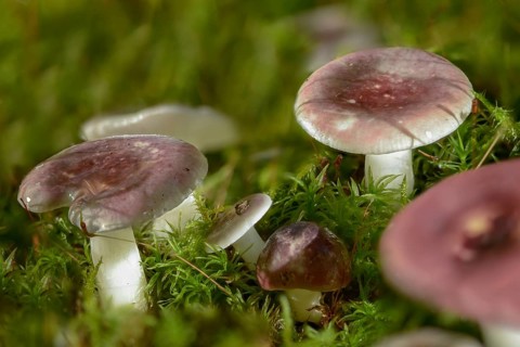 Alder Brittlegill, alder thief, yellowing alder dove, Russula Alnetorum, Russula Pumila, fungi,