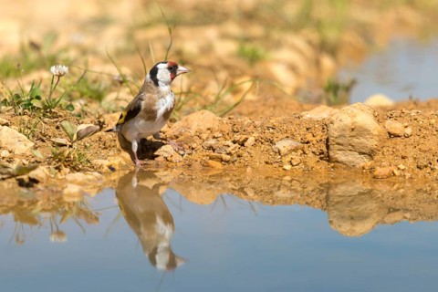 Carduelis Carduelis, Goldfinch, Goldfinch, Goldfinch, Bath, Bird Bath, Birds, Mirror, Passeri,
