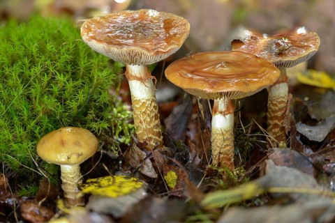 Cortinarius trivialis, girdled webcap, snadstalk, slime foot, fungi, fungus, mushrooms