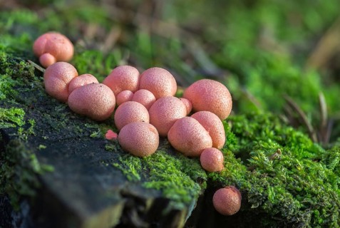 Blood milk fungus, blood fungus, galeperdon epidendron, gröning slime, lycogala epidendrum,