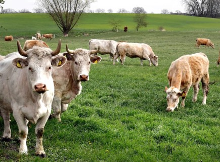Free-range calves, cattle and cows from the Jahnsfeld organic farm in Brandenburg, they graze the