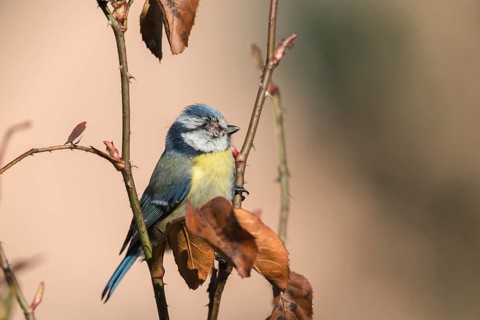 Blue tit, parus caeruleus, birds, sick, tit, passeri, songbirds, songbirds, tits, injured, injury,
