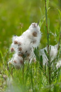 Creeping willow, moor willow, salicaceae, salix repens, willow plants, flora, high size, vertical