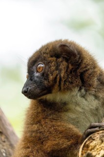 Profile of a brown-furred lemur on a tree branch in its natural habitat, red-bellied lemur (Eulemur