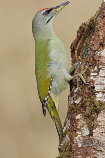 Grey-headed Woodpecker (Picus canus), a male perched on the trunk of a grey birch (Betula