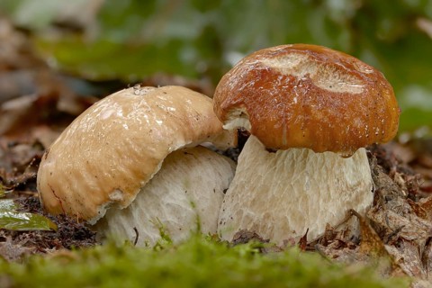 Boletus edulis, spruce porcini mushroom, common porcini mushroom, porcini mushroom, cep, fungi,