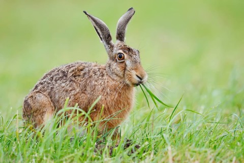 A brown hare (Lepus europaeus) sits in a meadow eating blades of grass, North Rhine-Westphalia,
