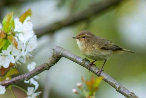 Chiffchaff, Phylloscopus collybita, Zilpzalp, Birds, Spring, Passeri, Songbirds, Jump, Birds