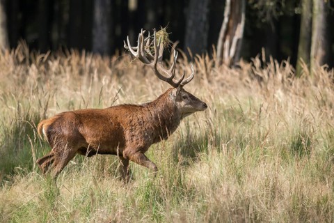 Artiodactyla, Cervus Elaphus, even-toed ungulate, cloven-hoofed, red deer, red deer, rotting, deer,