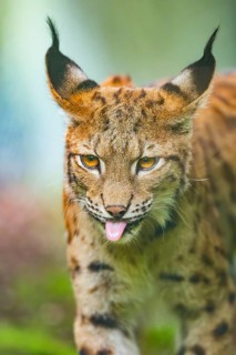 Eurasian lynx (Lynx lynx) in a forest, portrait, Bavaria, Germany