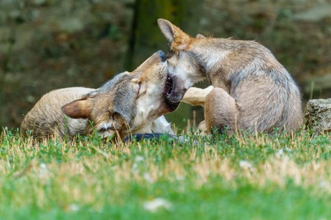 Timberwolf, wolf, American wolf (Canis lupus lycaon), Germany, two wolves playing in a meadow, a