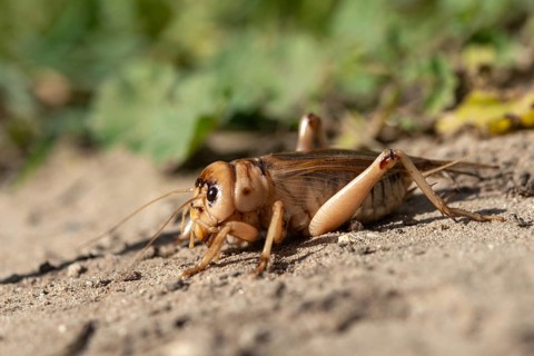 Brachytrupes Megacephalus, Giant Cricket, Granelli, Gryllus Megacephalus, Italy, Pantani Cuba and
