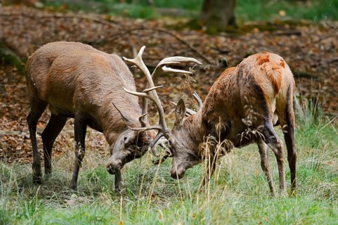 Red deer (Cervus elaphus) during the rutting season, North Rhine-Westphalia, Germany