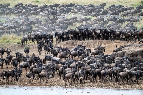 The Great Migration, huge herds of wildebeest (Connochaetes taurinus) on the Mara River, Serengeti,